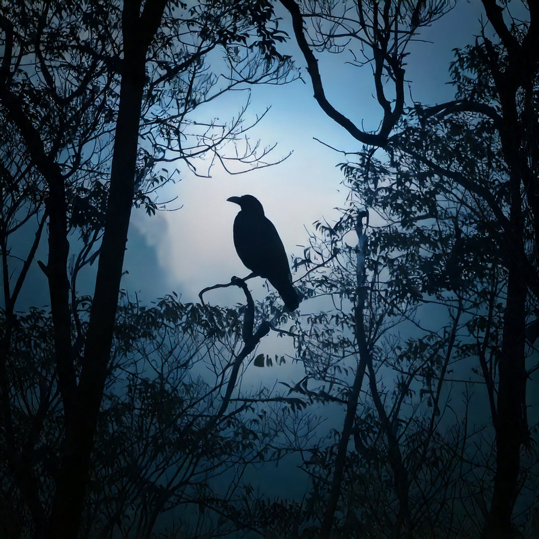 Quiz: Summon Your Animal Familiar